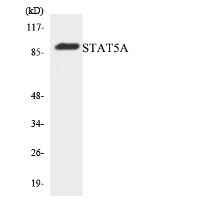 STAT5A Antibody - Western blot analysis of the lysates from HeLa cells using STAT5A antibody.