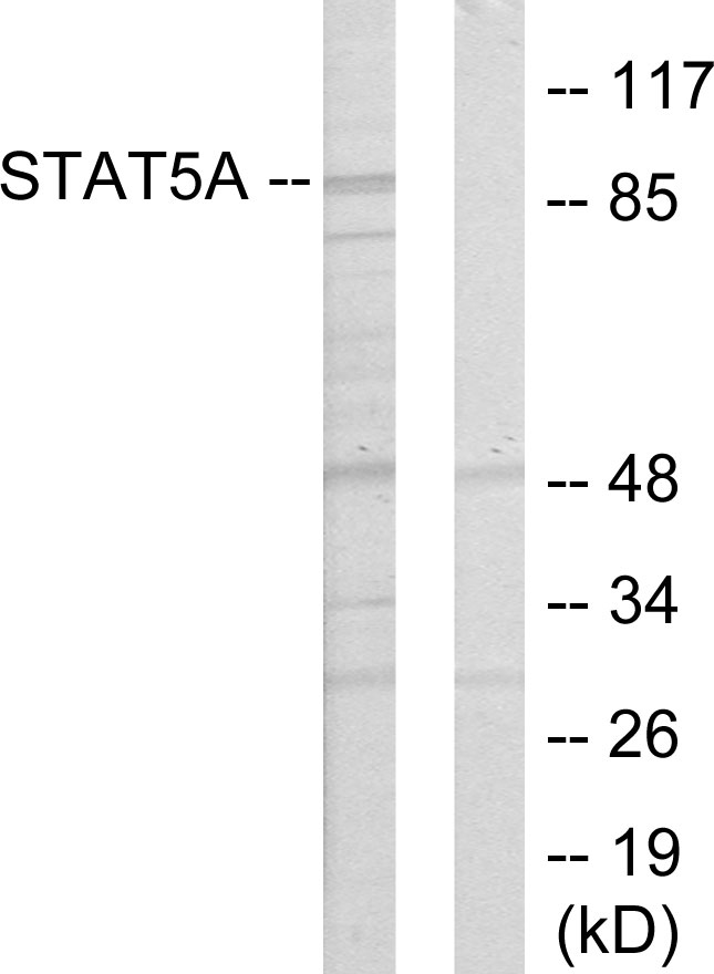 STAT5A Antibody - Western blot analysis of lysates from 293 cells, using STAT5A Antibody. The lane on the right is blocked with the synthesized peptide.