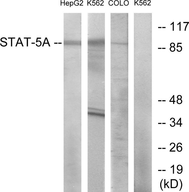 STAT5A Antibody - Western blot analysis of lysates from HepG2, K562, and COLO cells, using STAT5A Antibody. The lane on the right is blocked with the synthesized peptide.