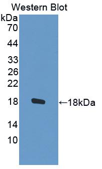 STAT5A Antibody - Western Blot; Sample: Recombinant protein.