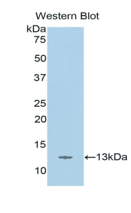 STAT5A Antibody - Western blot of recombinant STAT5A.  This image was taken for the unconjugated form of this product. Other forms have not been tested.