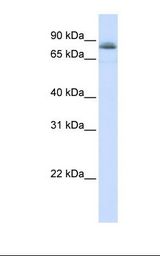 STAT5A Antibody - Fetal muscle lysate. Antibody concentration: 1.0 ug/ml. Gel concentration: 12%.  This image was taken for the unconjugated form of this product. Other forms have not been tested.