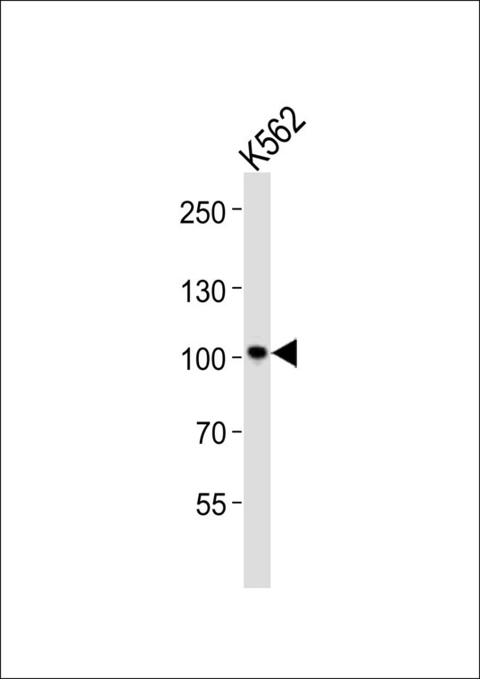 STAT5A Antibody - Western blot of lysate from K562 cell line with STAT5A Antibody. Antibody was diluted at 1:1000. A goat anti-rabbit IgG H&L (HRP) at 1:10000 dilution was used as the secondary antibody. Lysate at 20 ug.