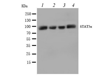 STAT5A Antibody - WB of STAT5A antibody. Lane 1: HELA Cell Lysate. Lane 2: COLO320 Cell Lysate. Lane 3: JURKAT Cell Lysate. Lane 4: CEM Cell Lysate.