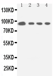 STAT5A Antibody - Anti-STAT5a antibody, Western blotting Lane 1: HELA Cell LysateLane 2: COLO320 Cell LysateLane 3: JURKAT Cell LysateLane 4: CEM Cell Lysate