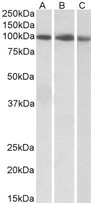 STAT5A Antibody - Goat Anti-STAT5A Antibody (0.3µg/ml) staining of K562 (A), Molt4 (B) and NIH3T3 (C) lysate (35µg protein in RIPA buffer). Primary incubation was 1 hour. Detected by chemiluminescencence.