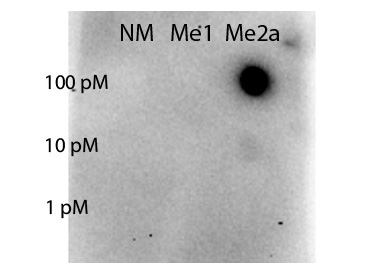 STAT5A Antibody - Dot blot of rabbit Anti-STAT5 R31-Me2a antibody. Antigen: non-modified, monomethylated and asymmetric dimethylated forms of the immunizing peptide. Load: 100, 10, or 1 picomolar as indicated. Primary antibody: STAT5 R31-Me2a antibody at 1:1000 for 90 min at RT. (Date: 11/04/14; Exposure time: 82 seconds)