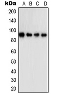 STAT5A Antibody - Western blot analysis of STAT5A expression in A431 (A); K562 (B); HeLa (C); NIH3T3 (D) whole cell lysates.