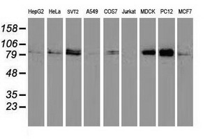 STAT5A Antibody - Western blot of extracts (35 ug) from 9 different cell lines by using anti-STAT5A monoclonal antibody (HepG2: human; HeLa: human; SVT2: mouse; A549: human; COS7: monkey; Jurkat: human; MDCK: canine; PC12: rat; MCF7: human).
