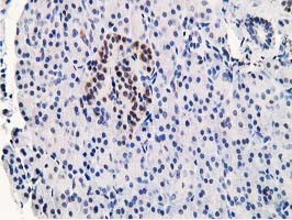 STAT5A Antibody - IHC of paraffin-embedded Human pancreas tissue using anti-STAT5A mouse monoclonal antibody.