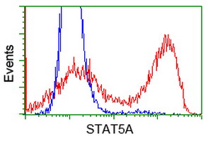 STAT5A Antibody - HEK293T cells transfected with either overexpress plasmid (Red) or empty vector control plasmid (Blue) were immunostained by anti-STAT5A antibody, and then analyzed by flow cytometry.