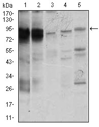 STAT5A Antibody - Western blot using STAT5A mouse monoclonal antibody against K562 (1), MOLT4 (2), HeLa (3), Jurkat (4), and A431 (5) cell lysate.