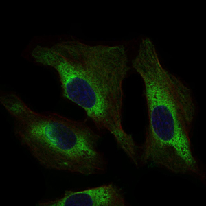STAT5A Antibody - Immunofluorescence of HeLa cells using STAT5A mouse monoclonal antibody (green). Blue: DRAQ5 fluorescent DNA dye.