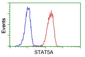 STAT5A Antibody - Flow cytometry of Jurkat cells, using anti-STAT5A antibody (Red), compared to a nonspecific negative control antibody (Blue).