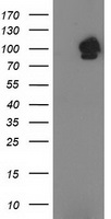 STAT5A Antibody - HEK293T cells were transfected with the pCMV6-ENTRY control (Left lane) or pCMV6-ENTRY STAT5A (Right lane) cDNA for 48 hrs and lysed. Equivalent amounts of cell lysates (5 ug per lane) were separated by SDS-PAGE and immunoblotted with anti-STAT5A.