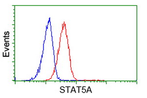 STAT5A Antibody - Flow cytometry of HeLa cells, using anti-STAT5A antibody (Red), compared to a nonspecific negative control antibody (Blue).