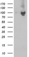 STAT5A Antibody - HEK293T cells were transfected with the pCMV6-ENTRY control (Left lane) or pCMV6-ENTRY STAT5A (Right lane) cDNA for 48 hrs and lysed. Equivalent amounts of cell lysates (5 ug per lane) were separated by SDS-PAGE and immunoblotted with anti-STAT5A.