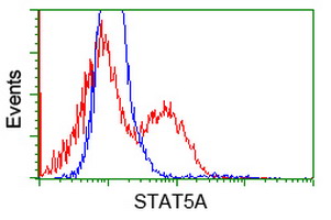 STAT5A Antibody - HEK293T cells transfected with either overexpress plasmid (Red) or empty vector control plasmid (Blue) were immunostained by anti-STAT5A antibody, and then analyzed by flow cytometry.