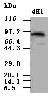 STAT5A Antibody - STAT5a antibody (4H1) at 1:500 dilution + lysate from 293T cells transfected with human Stat5a expression vector.