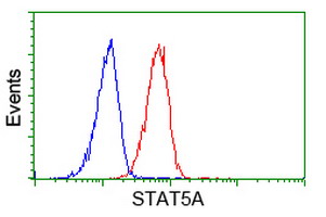 STAT5A Antibody - Flow cytometry of HeLa cells, using anti-STAT5A antibody (Red), compared to a nonspecific negative control antibody (Blue).