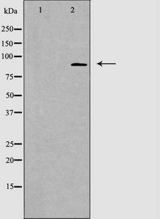 STAT5A Antibody - Western blot analysis of extracts of HT29 cells using STAT5A/B antibody. The lane on the left is treated with the antigen-specific peptide.