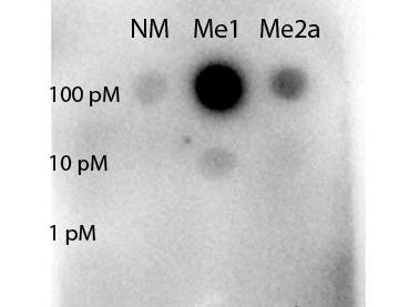 STAT5A Antibody - Dot blot of rabbit Anti-STAT5 R31-Me1 antibody. Antigen: non-modified, monomethylated and asymmetric dimethylated forms of the immunizing peptide. Load: 100, 10, or 1 picomolar as indicated. Primary antibody: STAT5 R31-Me1 antibody at 1:1000 for 90 min at RT. (Date: 10/22/14; Exposure time: 12.5 seconds)