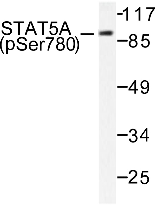 STAT5A Antibody - Western blot of p-STAT5A (S780) pAb in extracts from HeLa cells.