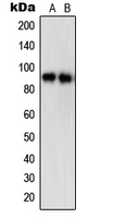 STAT5A Antibody - Western blot analysis of STAT5A (pS780) expression in A431 EGF-treated (A); HepG2 (B) whole cell lysates.
