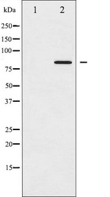 STAT5A Antibody - Western blot analysis of STAT5A phosphorylation expression in HeLa whole cells lysates. The lane on the left is treated with the antigen-specific peptide.