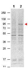 STAT5A Antibody - Western blot using the Protein A purified Mouse Monoclonal anti-Stat5 pY694 antibody shows detection of phosphorylated Stat5 (indicated by arrowhead at ~91 kDa) in NK92 cells after 30 min treatment with 1Ku of IL-2 (lane 2). No reactivity is seen for non-phosphorylated Stat5 in untreated cells (lane 1). The membrane was probed with the primary antibody at a 1:1,000 dilution, overnight at 4° C. For detection DyLight800 conjugated Gt-a-Mouse IgG was used at a 1:20,000 dilution for 30 min at room temperature followed by visualization using a VersaDoc MP 4000 imaging system.