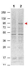 STAT5A Antibody - Western blot using the Protein A purified Mouse Monoclonal anti-Stat5 pY694 antibody shows detection of phosphorylated Stat5 (indicated by arrowhead at ~91 kDa) in NK92 cells after 30 min treatment with 1Ku of IL-2 (lane 2). No reactivity is seen for non-phosphorylated Stat5 in untreated cells (lane 1). The membrane was probed with the primary antibody at a 1:1,000 dilution, overnight at 4° C. For detection DyLight 800 conjugated Gt-a-Mouse IgG was used at a 1:20,000 dilution for 30 min at room temperature followed by visualization using a VersaDoc MP 4000 imaging system (Bio-Rad).