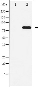 STAT5A Antibody - Western blot analysis of STAT5A phosphorylation expression in EGF treated HeLa whole cells lysates. The lane on the left is treated with the antigen-specific peptide.
