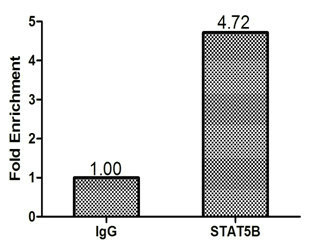 STAT5B Antibody - Chromatin Immunoprecipitation MCF-7 (1.1*10E6) were cross-linked with formaldehyde, sonicated, and immunoprecipitated with 4µg anti-STAT5B or a control normal rabbit IgG. The resulting ChIP DNA was quantified tissue using real-time PCR with primers (STAT5B Antibody) against the AGT promoter.