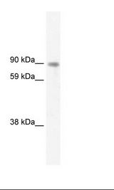 STAT5B Antibody - Muscle Lysate.  This image was taken for the unconjugated form of this product. Other forms have not been tested.