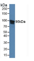 STAT5B Antibody - Western Blot; Sample: Human Hela Cells.