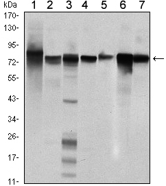 STAT5B Antibody - Western blot using STAT5B mouse monoclonal antibody against HeLa (1), K562 (2), NIH/3T3 (3), C6 (4), HEK293 (5), Jurkat (6) and HL-60 (7) cell lysate.