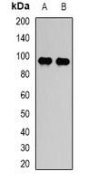 STAT5B Antibody - Western blot analysis of STAT5B expression in HepG2 (A); PC12 (B) whole cell lysates.