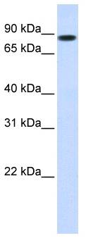 STAT5B Antibody - Western analysis of transfected 293T cell lysate.  This image was taken for the unconjugated form of this product. Other forms have not been tested.