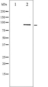 STAT5B Antibody - Western blot analysis of STAT5B phosphorylation expression in RAW264.7 whole cells lysates. The lane on the left is treated with the antigen-specific peptide.
