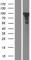 STAT5B Protein - Western validation with an anti-DDK antibody * L: Control HEK293 lysate R: Over-expression lysate