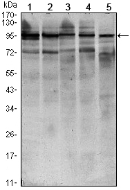 STAT6 Antibody - Western blot using STAT6 mouse monoclonal antibody against HEK293 (1), NIH/3T3 (2), MCF-7 (3), Raw246.7 (4) and PC-12 (5) cell lysate.