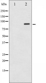 STAT6 Antibody - Western blot analysis of STAT6 expression in HeLa whole cells lysates. The lane on the left is treated with the antigen-specific peptide.