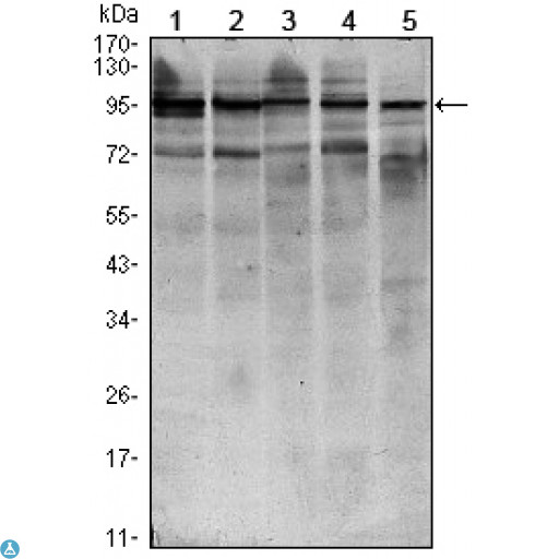 STAT6 Antibody - Western Blot (WB) analysis using Stat6 Monoclonal Antibody against HEK293 (1), NIH/3T3 (2), MCF-7 (3), Raw246.7 (4) and PC-12 (5) cell lysate.