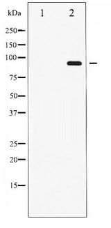 STAT6 Antibody - Western blot of STAT6 phosphorylation expression in IL-4 treated HeLa whole cell lysates,The lane on the left is treated with the antigen-specific peptide.