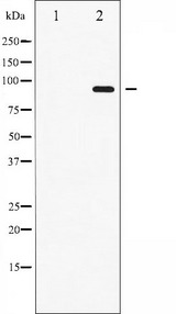 STAT6 Antibody - Western blot analysis of STAT6 phosphorylation expression in IL-4 treated HeLa whole cells lysates. The lane on the left is treated with the antigen-specific peptide.