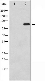 STAT6 Antibody - Western blot analysis of STAT6 phosphorylation expression in IL-4 treated HeLa whole cells lysates. The lane on the left is treated with the antigen-specific peptide.