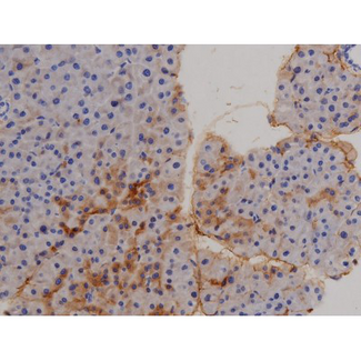 STAT6 Antibody - 1:200 staining mouse pancreas tissue by IHC-P. The tissue was formaldehyde fixed and a heat mediated antigen retrieval step in citrate buffer was performed. The tissue was then blocked and incubated with the antibody for 1.5 hours at 22°C. An HRP conjugated goat anti-rabbit antibody was used as the secondary.