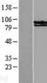 STAT6 Protein - Western validation with an anti-DDK antibody * L: Control HEK293 lysate R: Over-expression lysate