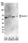 STAU1 / Staufen Antibody - Detection of Human and Mouse Staufen1 by Western Blot. Samples: Whole cell lysate (50 ug) from 293T, Jurkat, mouse Renca, and mouse TCMK-1 cells. Antibodies: Affinity purified rabbit anti-Staufen1 antibody used for WB at 0.4 ug/ml. Detection: Chemiluminescence with an exposure time of 30 seconds.