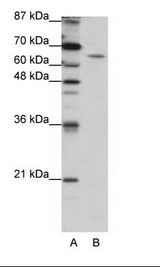 STAU1 / Staufen Antibody - A: Marker, B: HepG2 Cell Lysate.  This image was taken for the unconjugated form of this product. Other forms have not been tested.